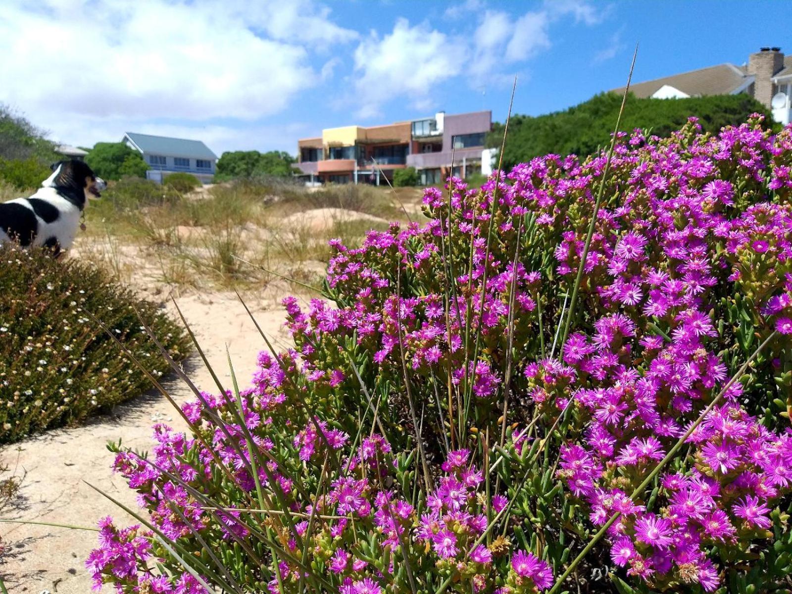 Absolute Beach Accommodation Stompneusbaai Екстериор снимка